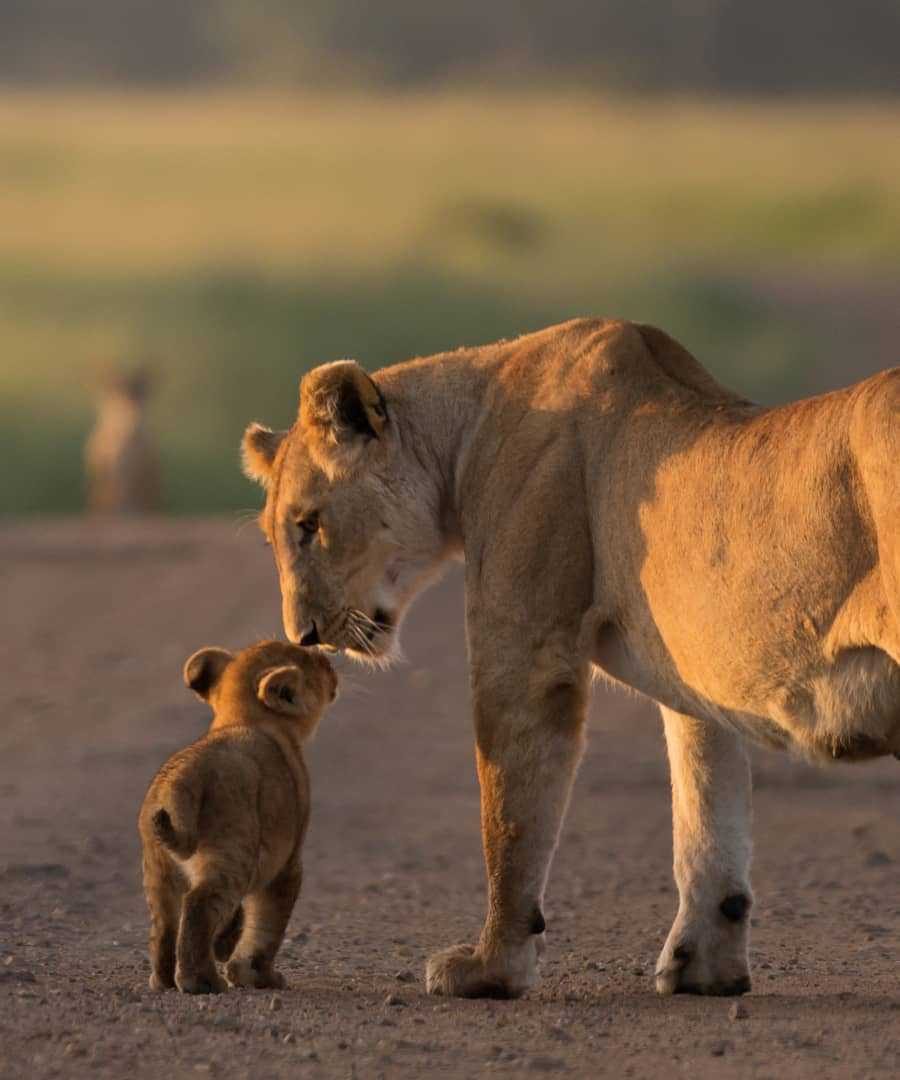 Iconic destination cape town card